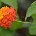Bloemen-flowers Lantana camara - Common lantana