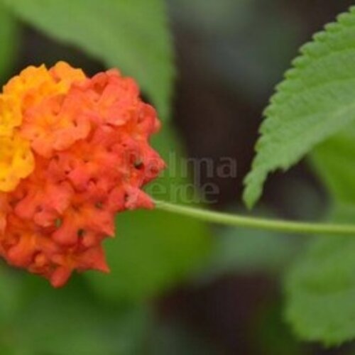 Bloemen-flowers Lantana camara - Common lantana