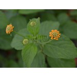 Bloemen-flowers Lantana camara - Common lantana