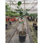 Eetbare tuin-edible garden Agrumes x grandis - Pamplemousse