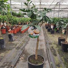 Eetbare tuin-edible garden Agrumes x grandis - Pamplemousse