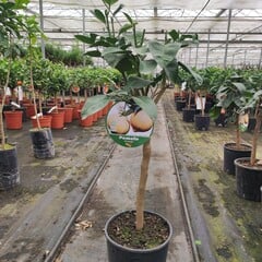 Eetbare tuin-edible garden Citrus x grandis - Pomelo