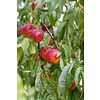 Eetbare tuin-edible garden Prunus persica  "Venus" - Nectarine
