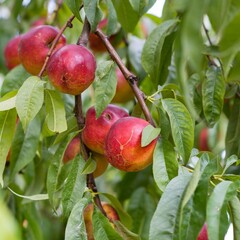 Eetbare tuin-edible garden Prunus persica  "Venus" - Nectarine