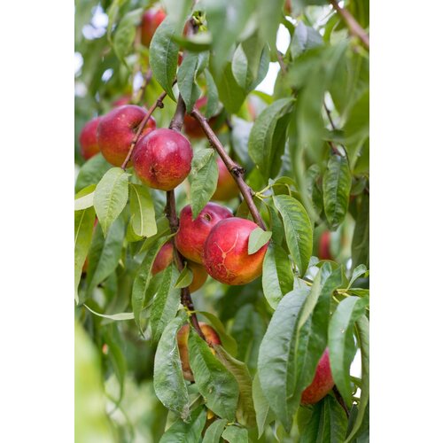 Eetbare tuin-edible garden Prunus persica  "Venus" - Nectarine