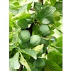 Eetbare tuin-edible garden Prunus domestica L. "Reine Claude" - Green plum