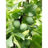 Eetbare tuin-edible garden Prunus domestica L. "Reine Claude" - Prunier