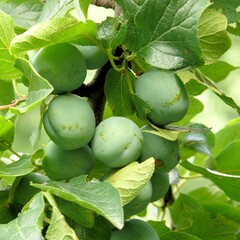 Eetbare tuin-edible garden Prunus domestica L. "Reine Claude" - Groene pruim