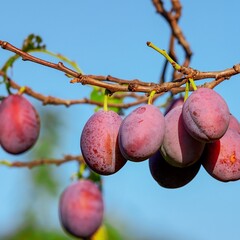 Eetbare tuin-edible garden Prunus salicina L. "Black Splendor" - Paarse pruim