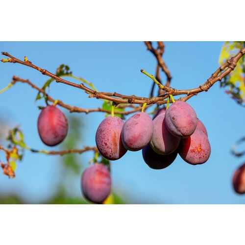 Eetbare tuin-edible garden Prunus salicina L. "Black Splendor" - Purple Plum