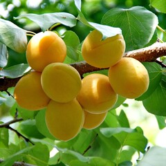 Eetbare tuin-edible garden Prunus armeniaca L. "Cibo del Paradiso - Abricotier