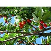 Eetbare tuin-edible garden Prunus avium "New Star" - Cerise douce