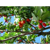 Eetbare tuin-edible garden Prunus avium  "New Star" - Sweet cherry