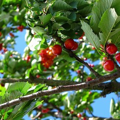 Eetbare tuin-edible garden Prunus avium "New Star" - Sweet cherry