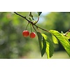 Eetbare tuin-edible garden Prunus avium "Napoleon" - Sweet orange yellow cherry