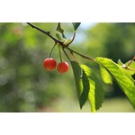 Eetbare tuin-edible garden Prunus avium "Napoleon" - Cerise jaune orange douce