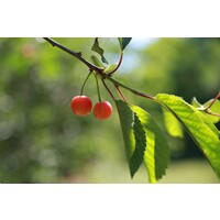 Eetbare tuin-edible garden Prunus avium "Napoleon" - Cerise jaune orange douce