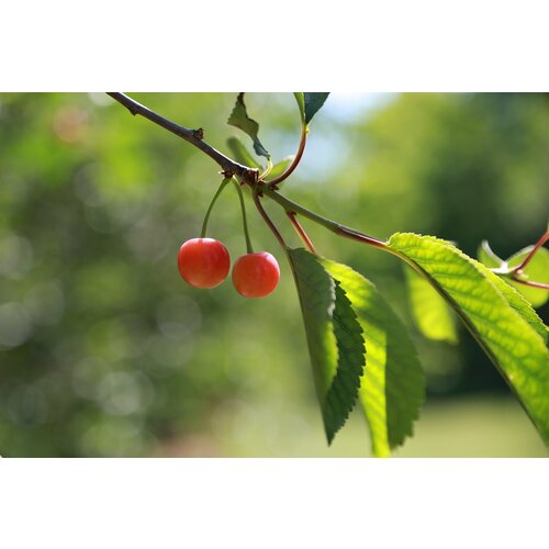 Eetbare tuin-edible garden Prunus avium  "Napoleon" - Zoete Kers