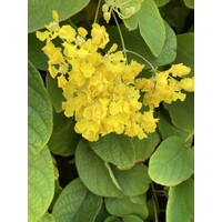 Bloemen-flowers Stygmaphyllon ciliatum "Butterfly" - Boomorchidee