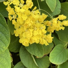 Bloemen-flowers Stygmaphyllon ciliatum "Butterfly" - Boomorchidee