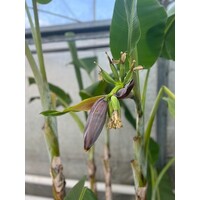 Bananen-bananas Musa dajiao