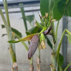 Bananen-bananas Musa dajiao