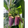 Bananen-bananas Musa  Dwarf Cavendish