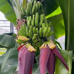 Bananen-bananas Musa  Dwarf Cavendish