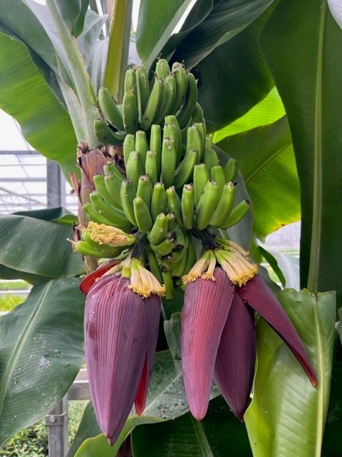Musa acuminata Dwarf Cavendish - Palma Verde Exoten