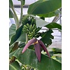 Bananen-bananas Musa acuminata Grand Nain - Chiquita bananier