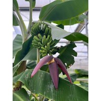 Bananen-bananas Musa acuminata Grand Nain - Chiquita banana