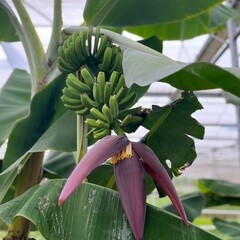 Bananen-bananas Musa acuminata Grand Nain - Chiquita banana