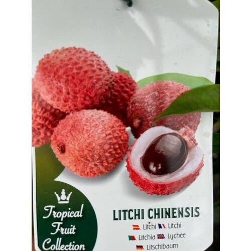 Eetbare tuin-edible garden Litchi chinensis - Lychee - Litchi