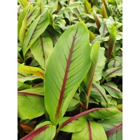 Bananen-bananas Musa itinerans "Forma India" -  Banane à rayures rouges