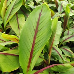 Bananen-bananas Musa itinerans "Forma India" - Red-striped Banana