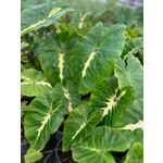 Blad-leaf Colocasia esculenta White Lava - Olifantenoor