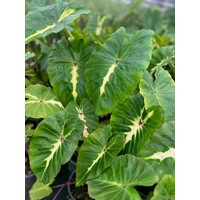 Blad-leaf Colocasia White Lava - Elephant ear