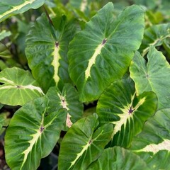 Blad-leaf Colocasia esculenta White Lava  - Oreille d'éléphant