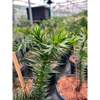 Bomen-trees Araucaria auracana - Slangenden - Apenboom