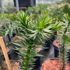 Bomen-trees Araucaria auracana - Monkey Puzzle Tree