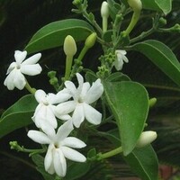 Bloemen-flowers Jasminum molle - Jasminum auriculatum