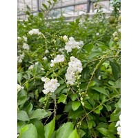 Bloemen-flowers Duranta alba - Duranta blanche