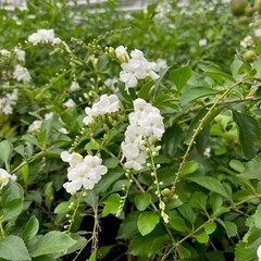 Bloemen-flowers Duranta alba - White Dewdrop