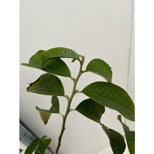 Eetbare tuin-edible garden Annona mucosa - Biribá - Cachiman Crème