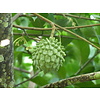 Eetbare tuin-edible garden Annona mucosa - Biribá - Cachiman Crème
