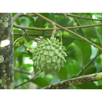 Eetbare tuin-edible garden Annona mucosa - Biribá