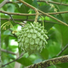 Eetbare tuin-edible garden Annona mucosa- Biribá - Wild sugar-apple