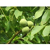 Eetbare tuin-edible garden Juglans regia Chandler - Walnootboom