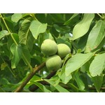 Eetbare tuin-edible garden Juglans regia 'Chandler' - Walnut Tree