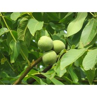 Eetbare tuin-edible garden Juglans regia Chandler - Noyer commun